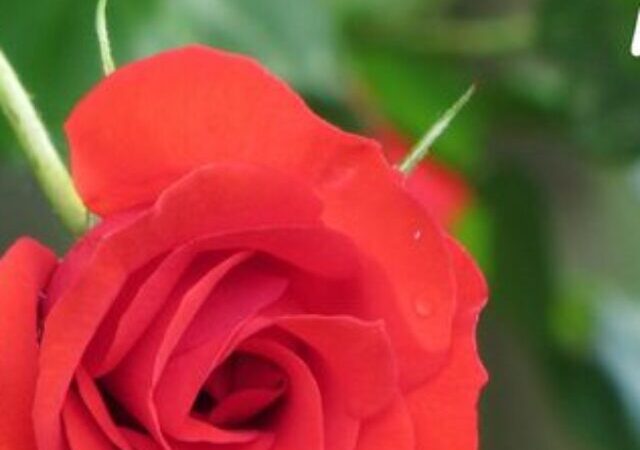 Rose Day Shayari, Quotes in Hindi