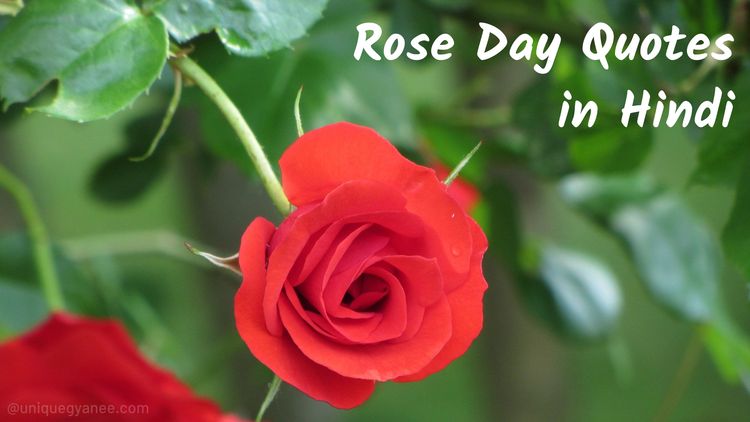 Rose Day Shayari in Hindi 2023 | Happy Rose Day Image Quotes in Hindi